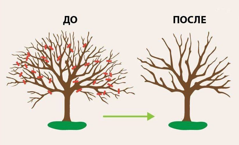 Tailler un vieux pommier : conseils pour débutants, schémas et instructions