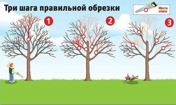 Tailler un vieux pommier : conseils pour débutants, schémas et instructions