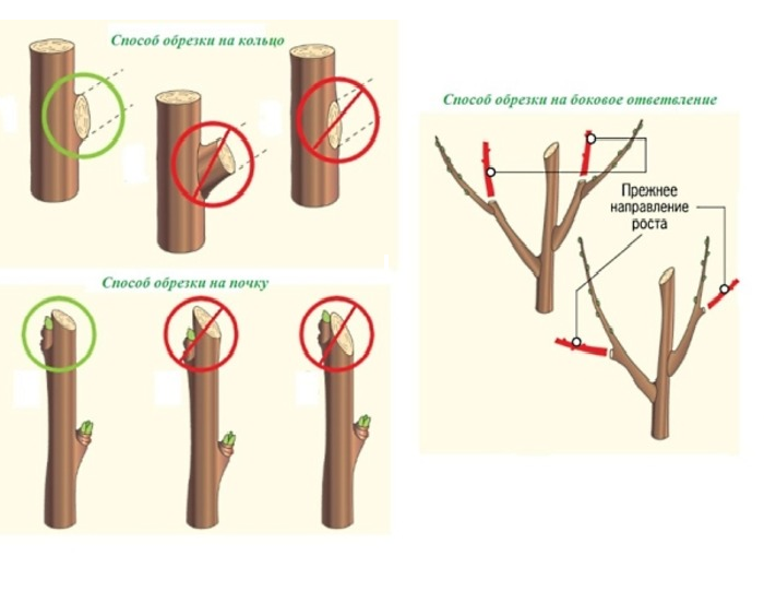 Tailler un vieux pommier : conseils pour débutants, schémas et instructions
