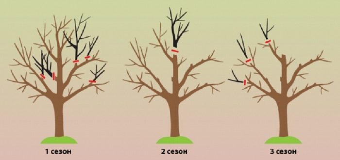 Tailler un vieux pommier : conseils pour débutants, schémas et instructions