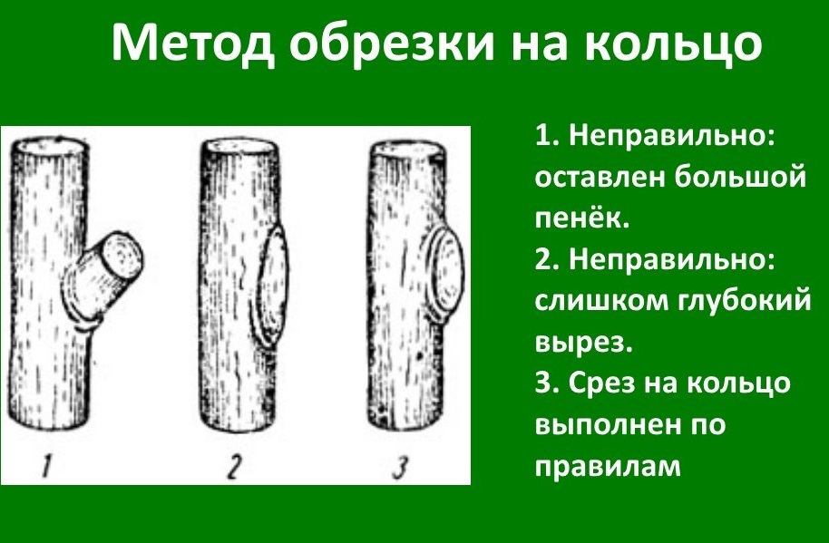 Tailler un vieux pommier : conseils pour débutants, schémas et instructions