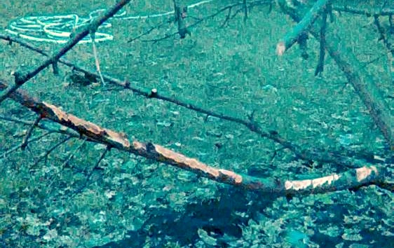 Come salvare un melo se le lepri ne hanno rosicchiato la corteccia in inverno