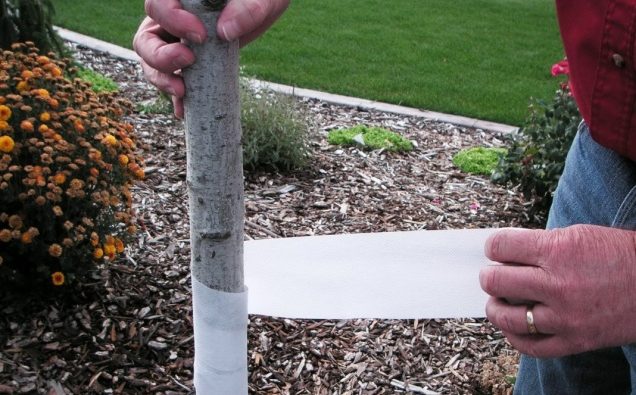 Comment protéger un pommier des rongeurs pendant l'hiver : les meilleures façons de couvrir le tronc et les branches