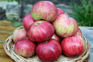 Pommier anisé rayé : variété et conseils d’entretien