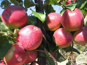 Pommier Orlovskaya Zarya : caractéristiques de la variété et entretien