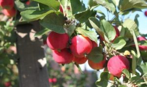 Pommier Gornoaltaiskoe : caractéristiques de la variété et entretien