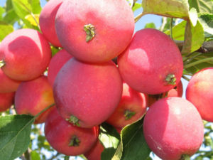 Pommier Zhebrovskoye : caractéristiques de la variété et entretien