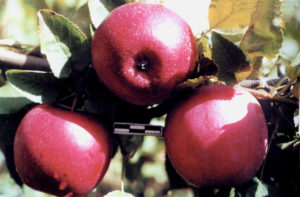 Le pommier Venyaminovskoye : caractéristiques de la variété et entretien