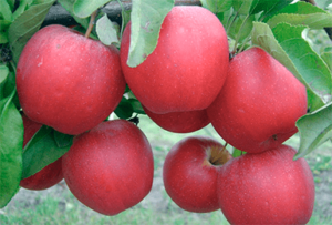 Pommier Gala : caractéristiques de la variété et entretien