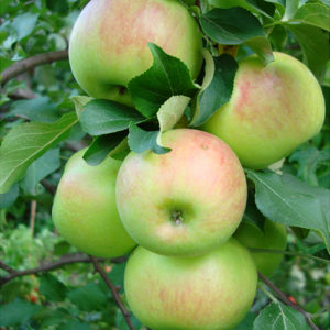 Pommier Bogatyr : caractéristiques de la variété et entretien