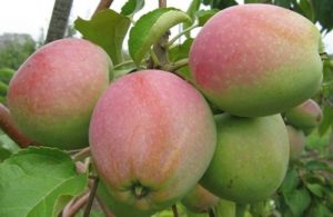 Pommier Arkadik : caractéristiques de la variété et entretien