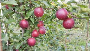 Pommier Modi : caractéristiques de la variété et entretien