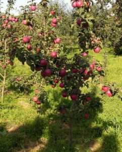 Pommier ‘Gift to Grafsky’ : caractéristiques de la variété et entretien