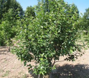 Pommier anisé rayé : variété et conseils d’entretien