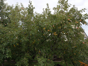 Pommier rayé d'automne : caractéristiques et entretien