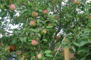 Pommier d'hiver de Moscou : caractéristiques et entretien