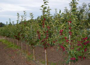 Pommier Zhebrovskoye : caractéristiques de la variété et entretien