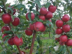 Pommier Bolotovskoye : caractéristiques de la variété et entretien