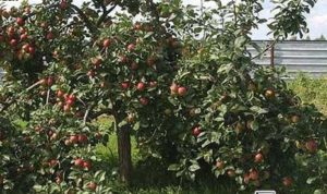 Le pommier Venyaminovskoye : caractéristiques de la variété et entretien