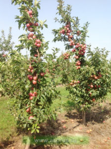 Pommier Red Chief : Variété et conseils d’entretien