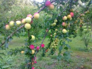 Pommier Arkadik : caractéristiques de la variété et entretien