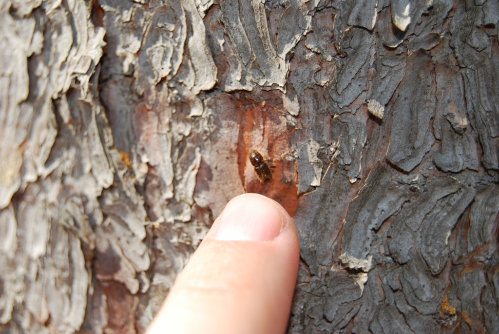 Le scolyte du pommier et sa lutte