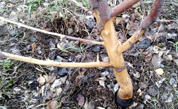 Comment protéger un pommier des rongeurs pendant l'hiver : les meilleures façons de couvrir le tronc et les branches