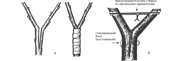 Que faire si une branche de pommier casse : réparer, renforcer et sceller