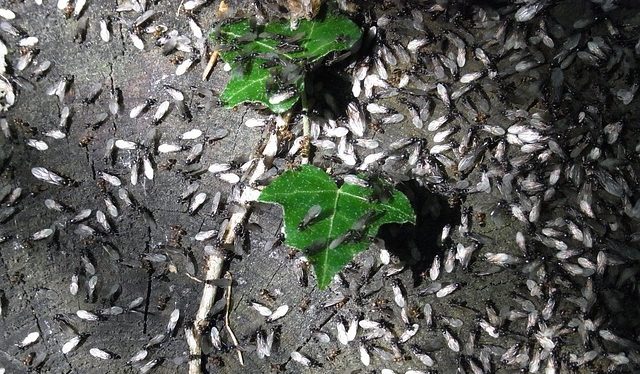 Comment se débarrasser des fourmis sur un pommier : les meilleures méthodes de lutte