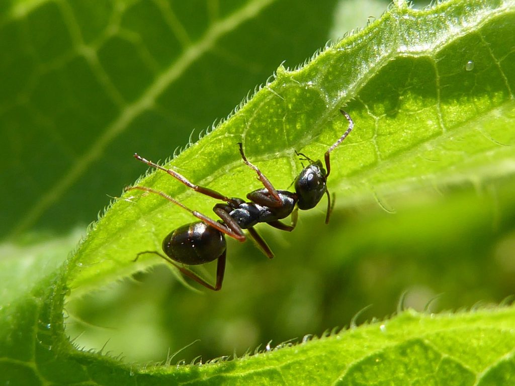 Comment se débarrasser des fourmis sur les arbres fruitiers