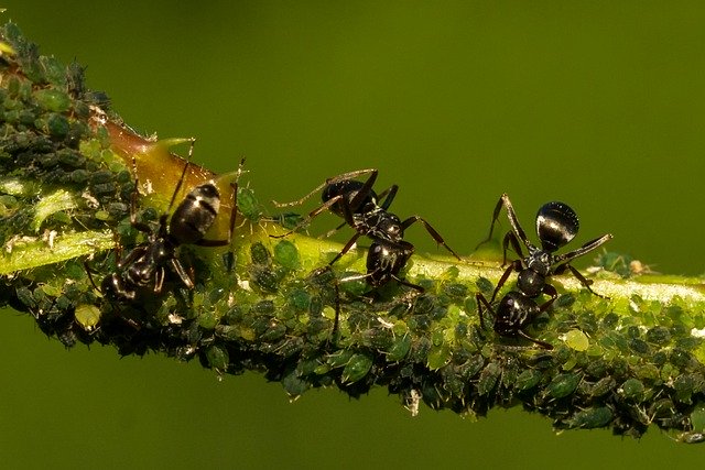 des fourmis et une colonie de pucerons sur un pommier