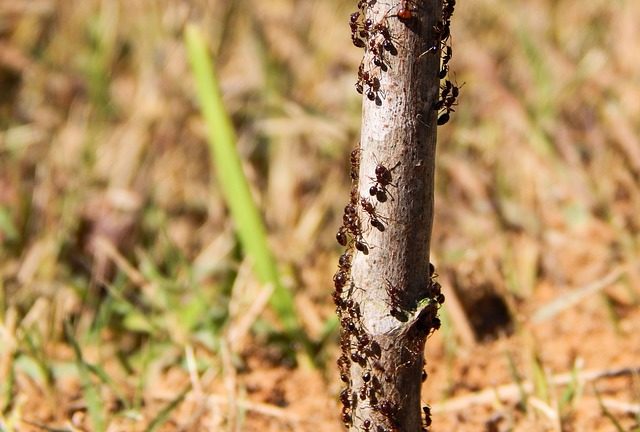 Comment se débarrasser des fourmis sur un pommier : les meilleures méthodes de lutte