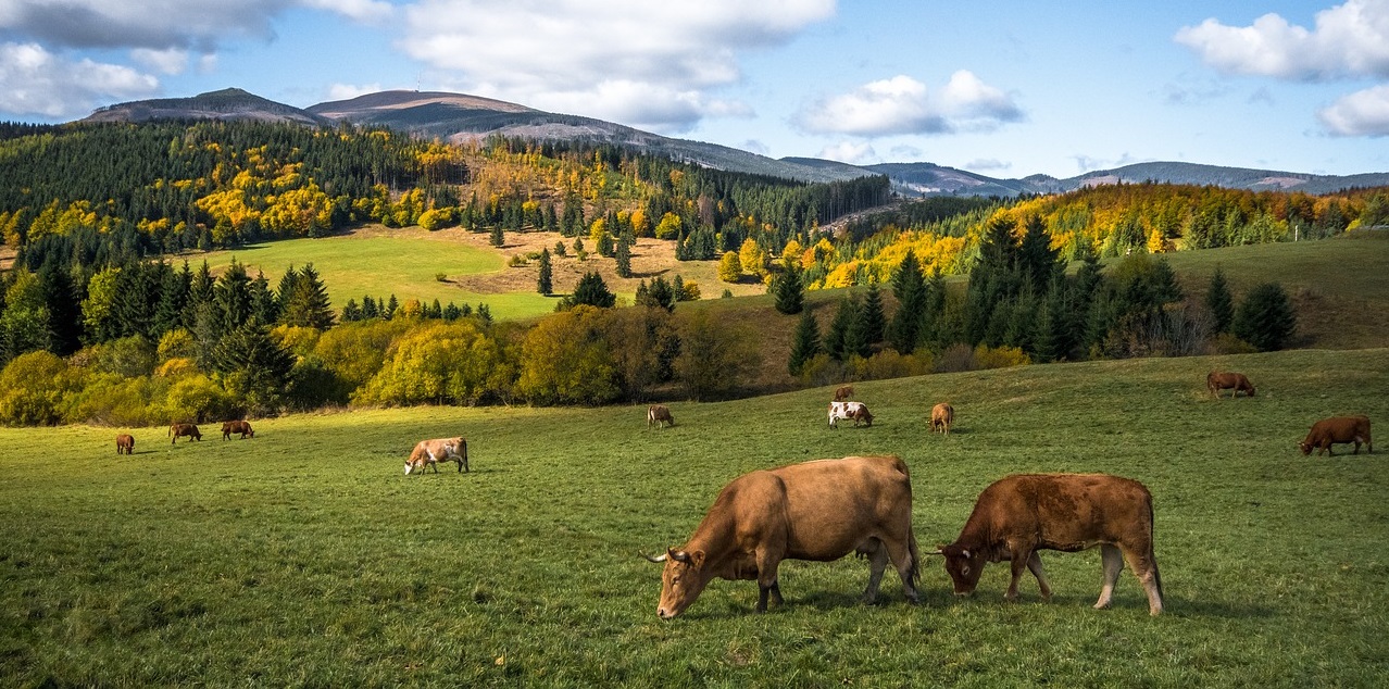 Fertilisation des pommiers en été pendant la fructification : règles et engrais