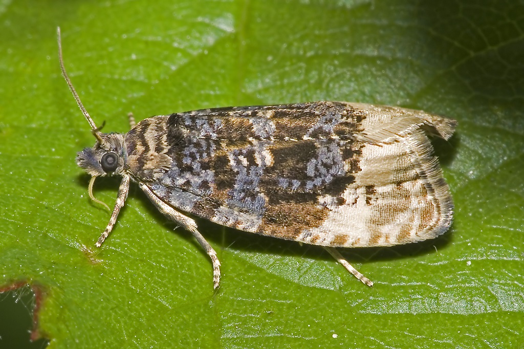 Rouleau des feuilles de pommier : méthodes de lutte efficaces et instructions de traitement des arbres
