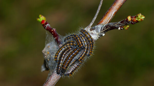 aubépine sur un pommier