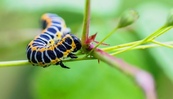 Traitement printanier des pommiers contre les maladies et les ravageurs : nous déterminons quand et avec quoi pulvériser les arbres.