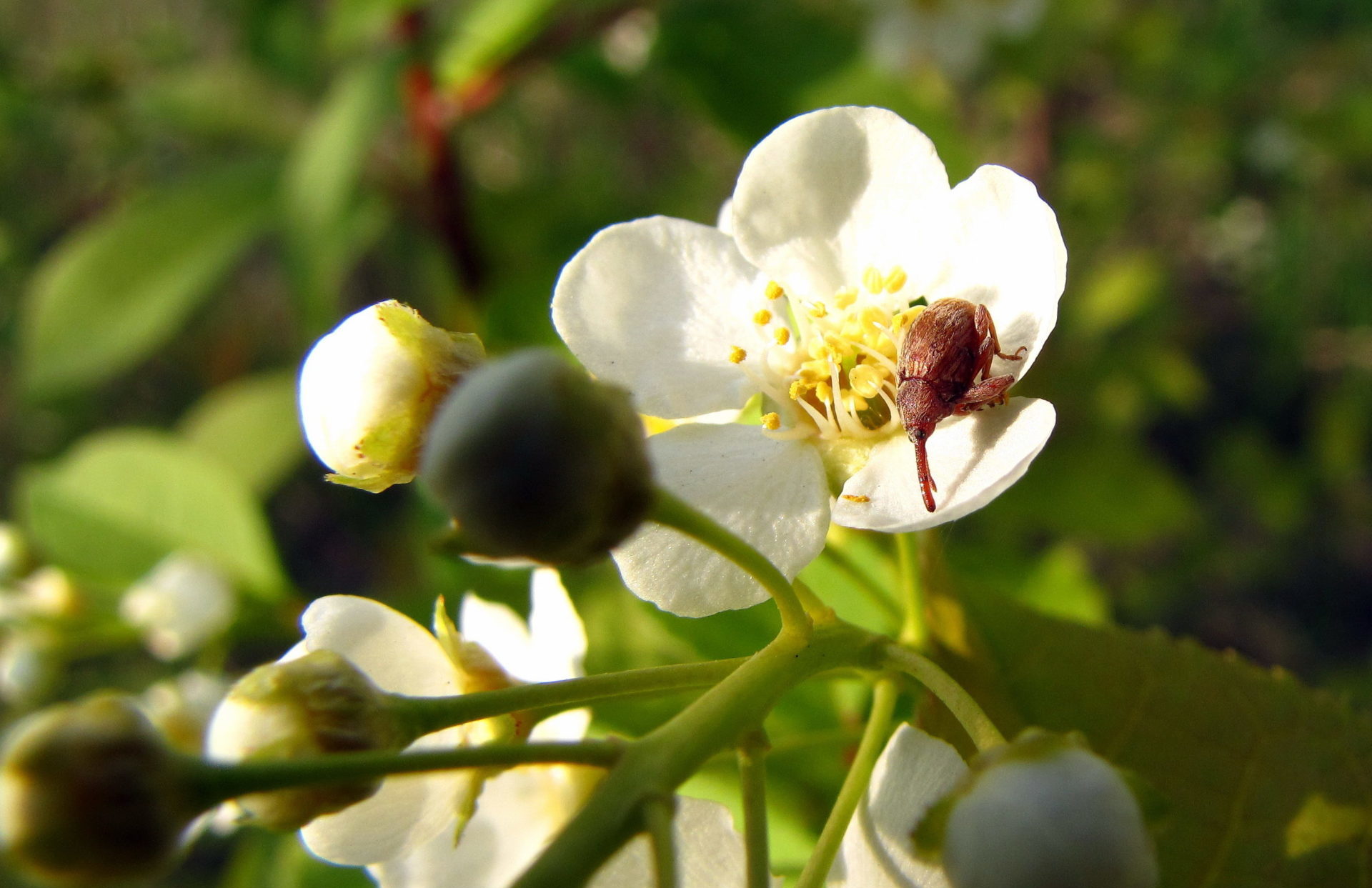 Traitement des pommiers à l'urée : avantages, règles d'utilisation, solutions de fertilisation et de pulvérisation