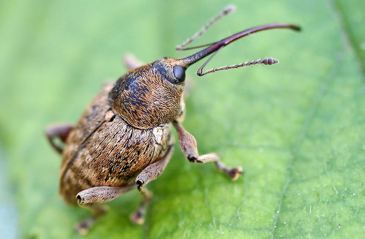 apparition du charançon des fleurs de pommier