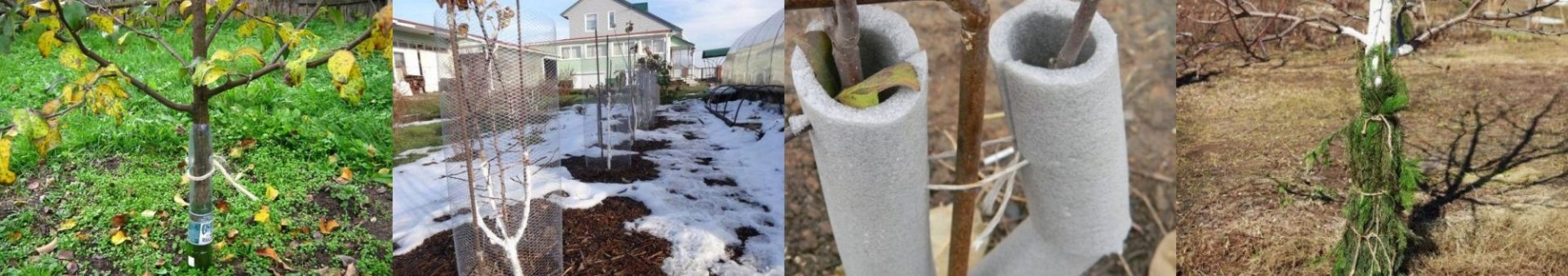 Méthodes de protection des troncs de pommiers contre les rongeurs