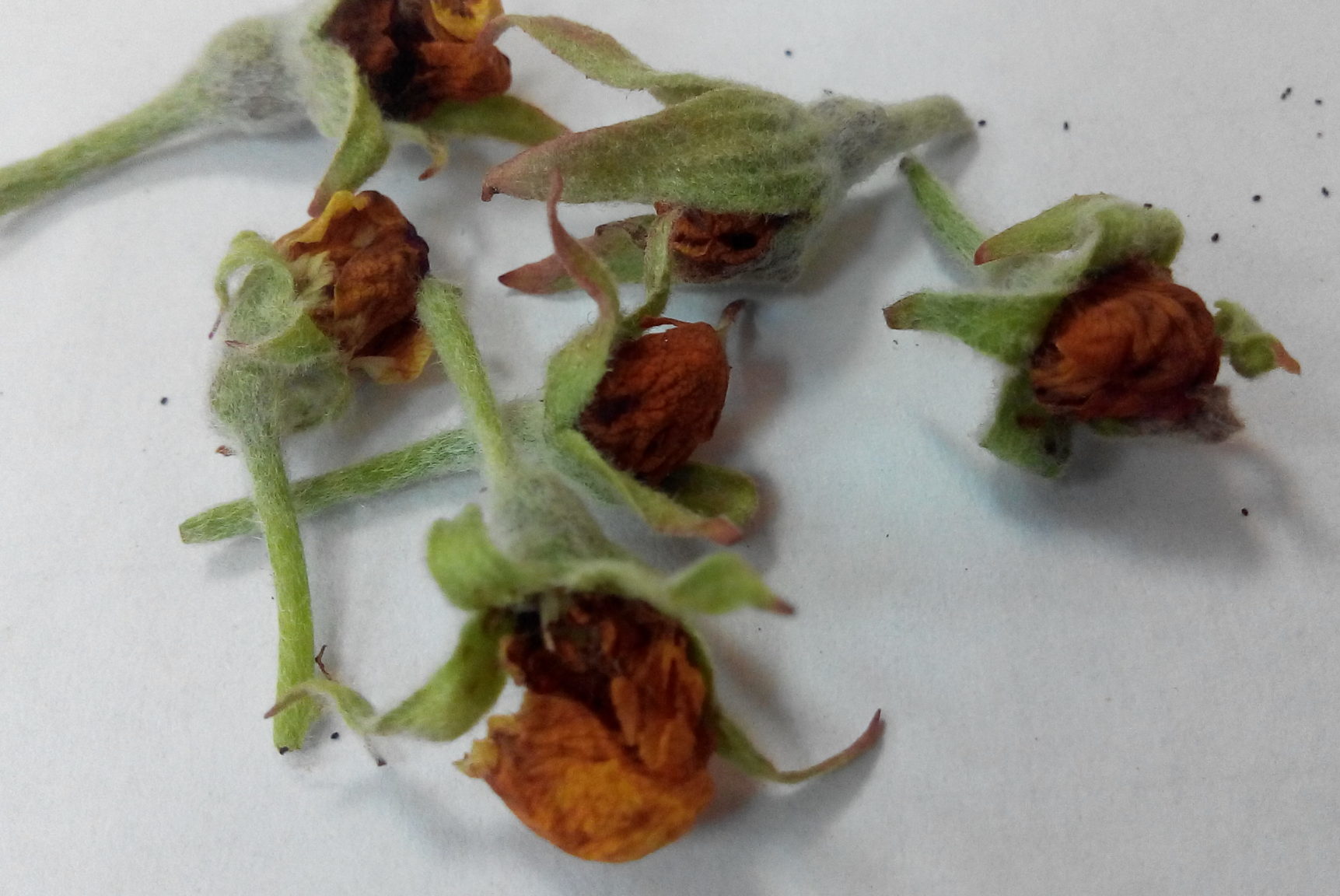 Lutte contre le coléoptère des fleurs de pommier : méthodes efficaces pour se débarrasser des ravageurs des fleurs de pommier