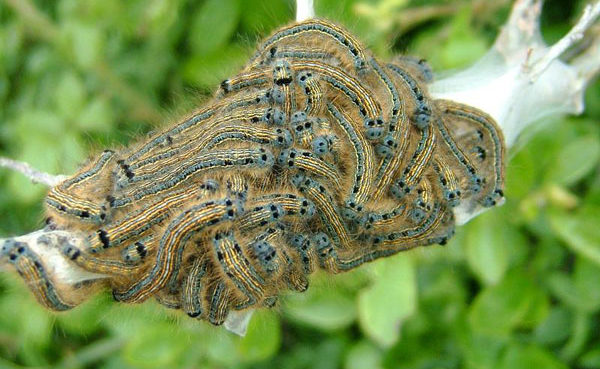 Causes de la présence de toiles d'araignées sur les pommiers et méthodes de lutte antiparasitaire