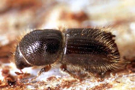 Le scolyte du pommier et sa lutte