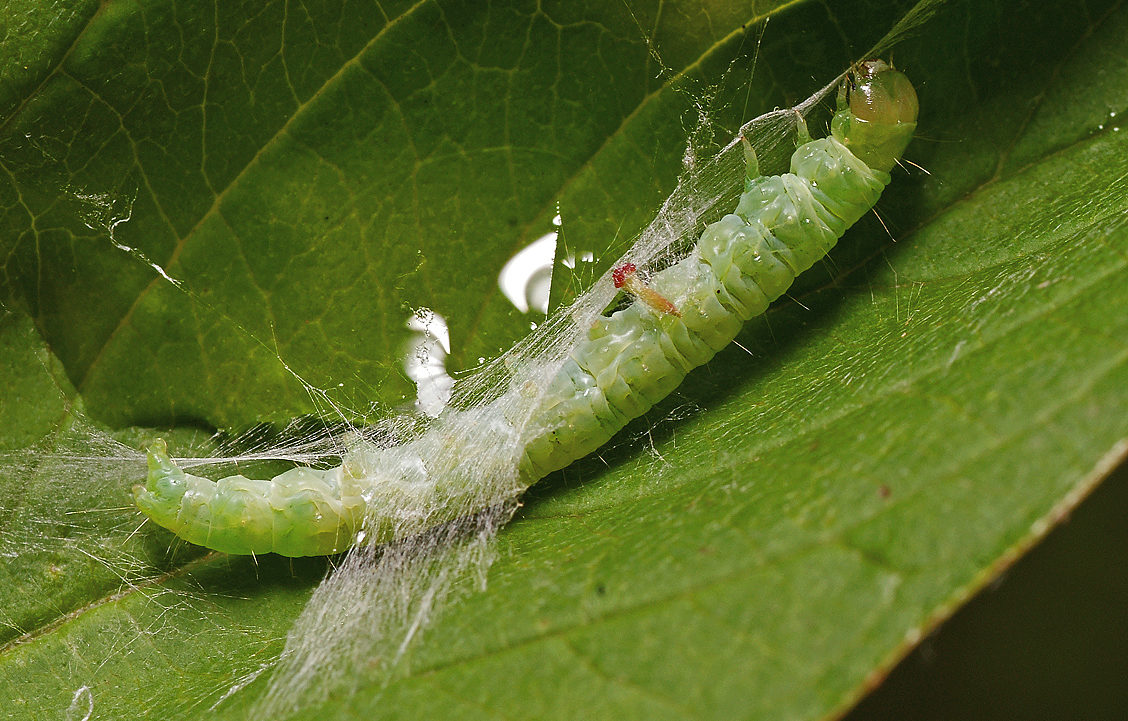 Rouleau des feuilles de pommier : méthodes de lutte efficaces et instructions de traitement des arbres