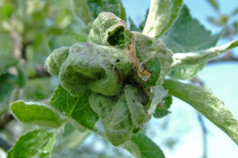 tordeuse des pommes et enrouleur de feuilles