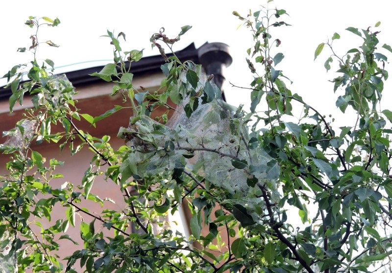 Causes de la présence de toiles d'araignées sur les pommiers et méthodes de lutte antiparasitaire