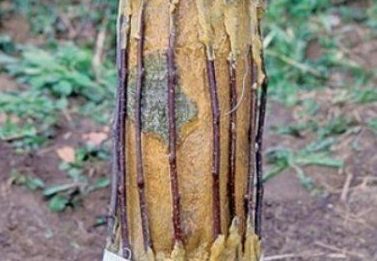 Comment protéger un pommier des rongeurs pendant l'hiver : les meilleures façons de couvrir le tronc et les branches