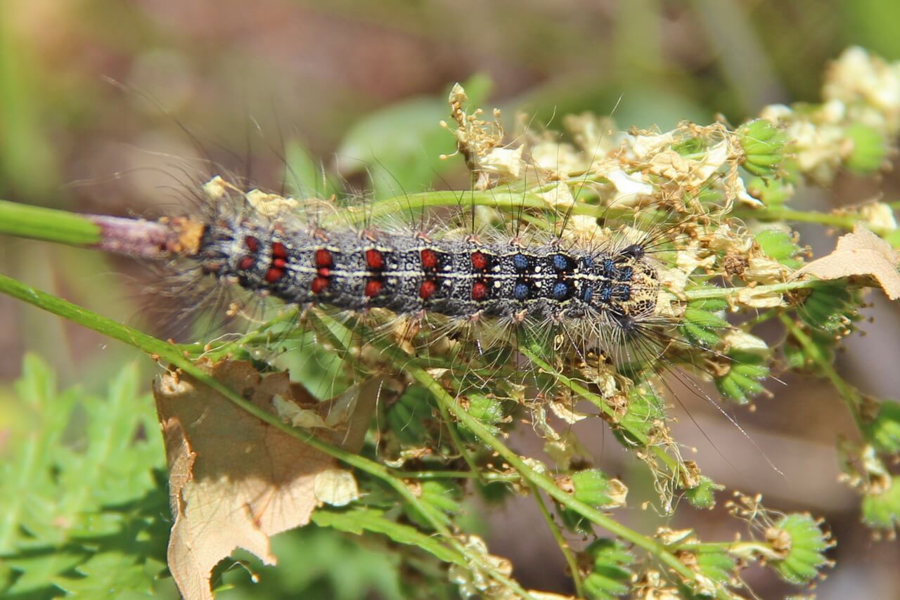 La spongieuse et la toile d'araignée