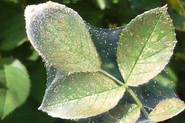 Acarien sur un pommier