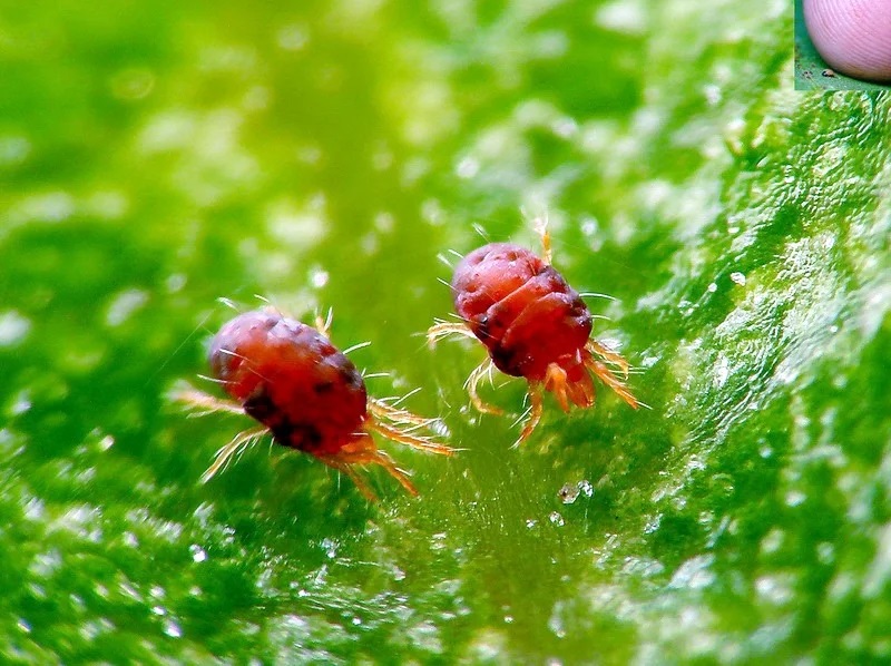 Les meilleures méthodes pour lutter contre les tétranyques sur les pommiers