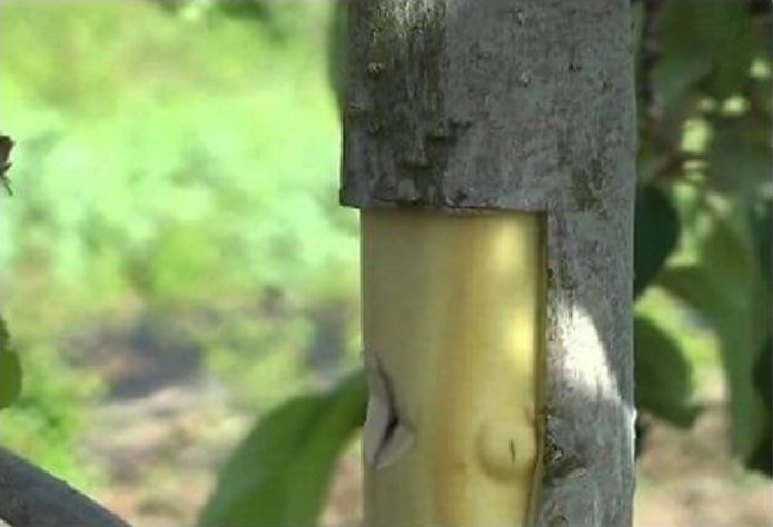 Comment sauver un pommier dont l'écorce a été rongée par les souris : traiter l'écorce et le tronc